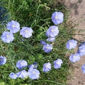 Nyári virágok kék lenvirág 2