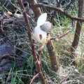 Tavasz 2019 magnolia