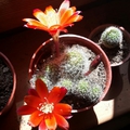 Virágzó kaktuszok 3