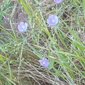 Nyári virágok kék lenvirág