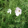 Nyári virágok fehér lilás pipacs