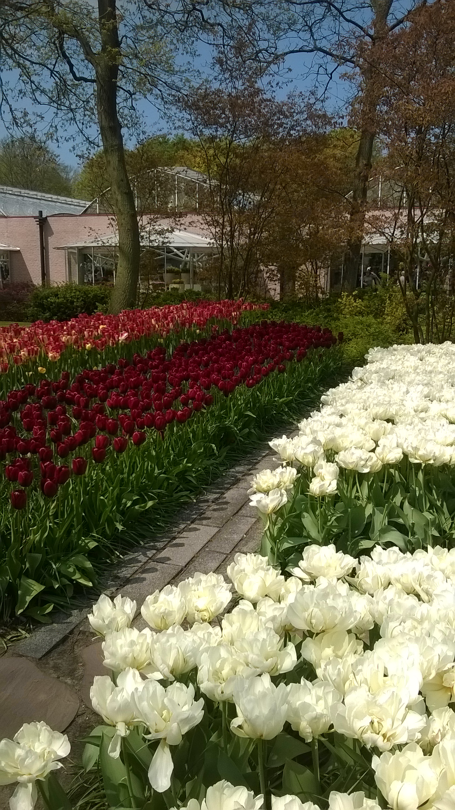 wp_20160504_12_56_54_pro.jpg