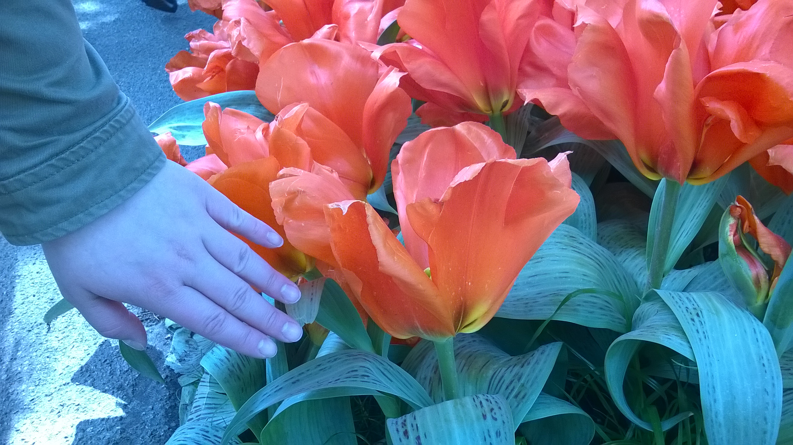 wp_20160504_14_02_43_pro.jpg