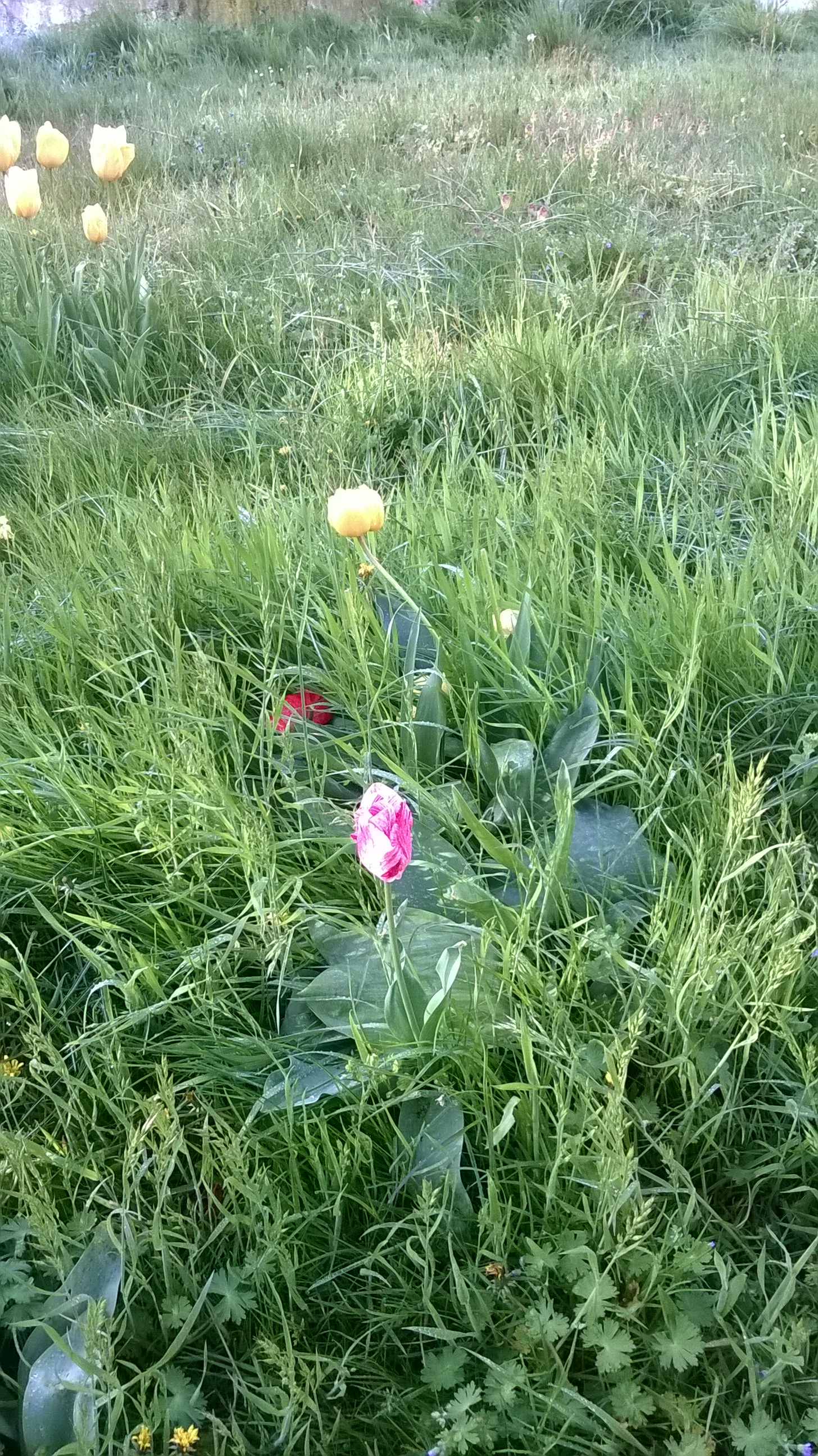wp_20160430_08_35_00_pro.jpg