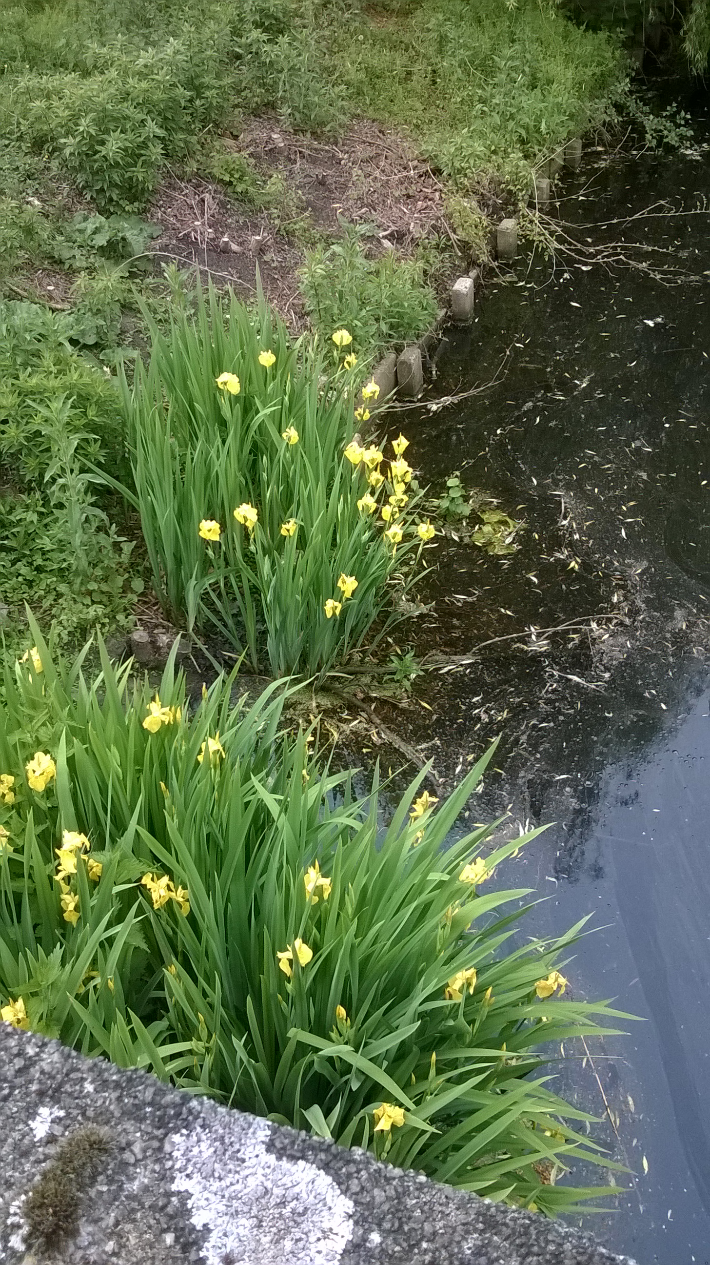 wp_20160521_07_46_16_pro.jpg