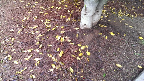 one-update-leaves-555x314.jpg