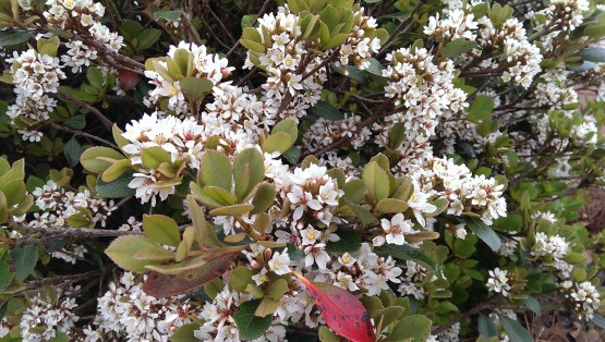 one-update-shrub-555x314.jpg