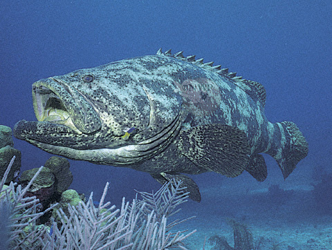 grouper2.jpg