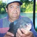  Sikondai Piranha