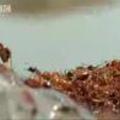 Ants create a lifeboat in the Amazon jungle - BBC wildlife