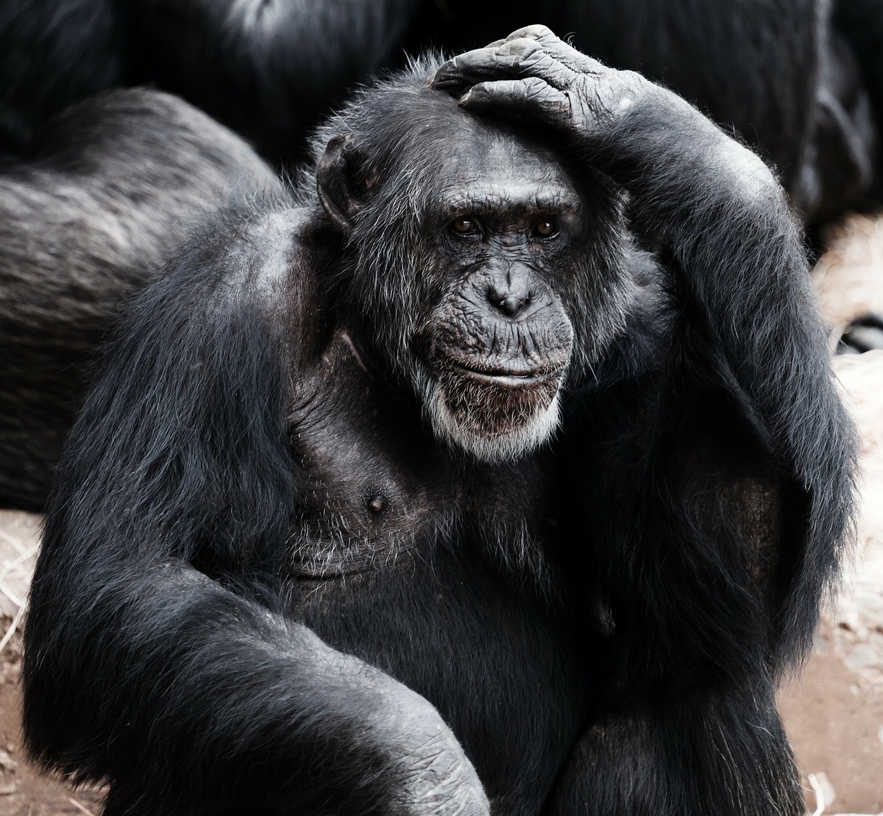 animal-17474_1280.jpg