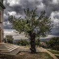 The European Tree of the Year in 2019