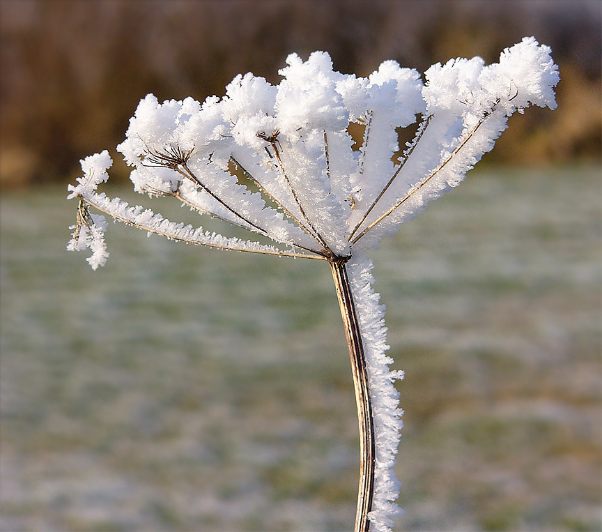 Hoarfrost.jpg