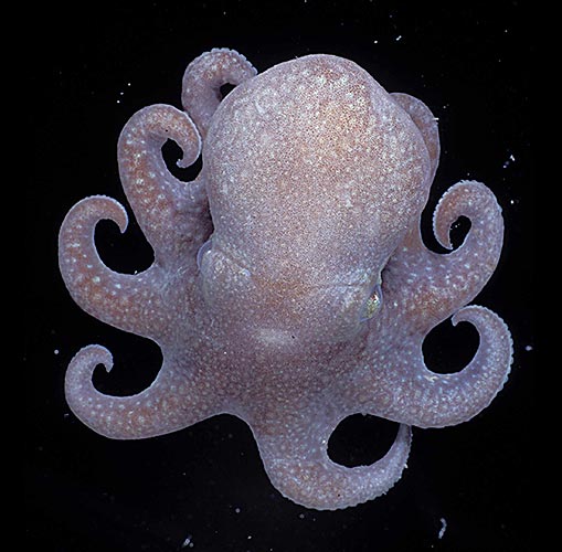 octopus.jpg