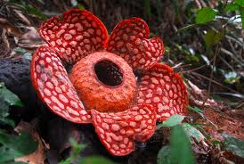 rafflesia.jpg