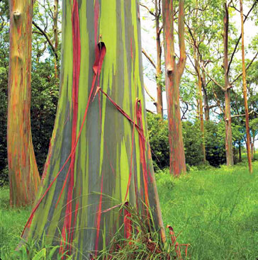 rainbow_eucalyptus.jpg