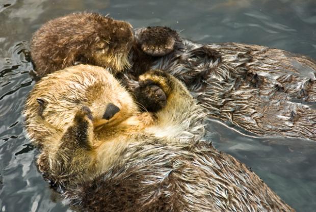 sea-otters.jpg