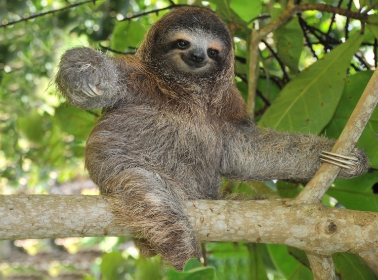 sloth.jpg