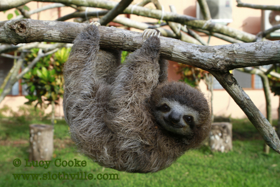 sloths.jpg