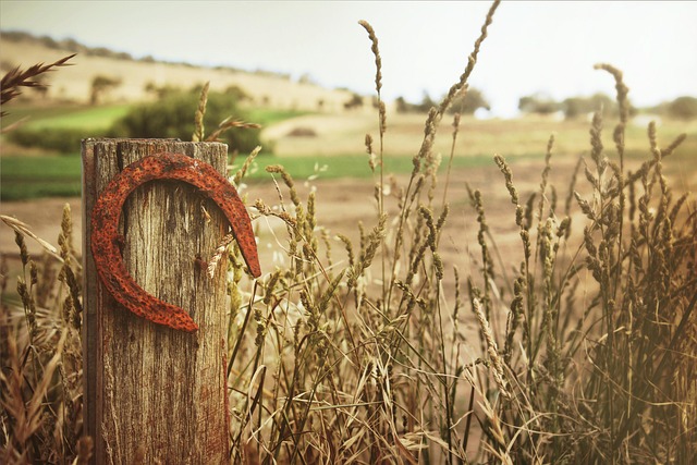 szerencse_pixabay_com_1.jpg