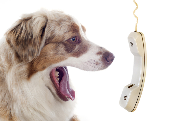 emergency-dog-phone-numbers.jpg