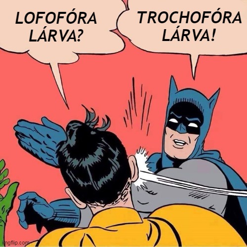 lofofora_vs_trochofora.jpg