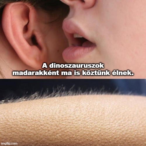 madarak.jpg