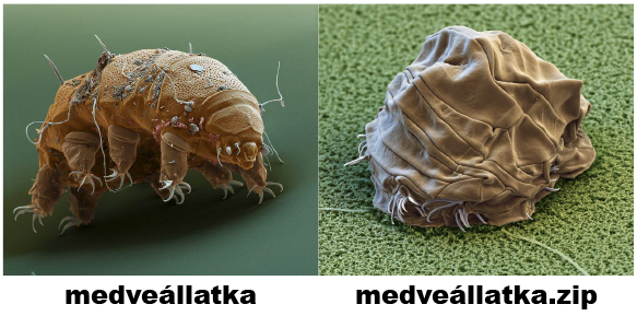 medveallatka.jpg