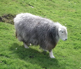 270px-Herdwick_ewe1.jpg