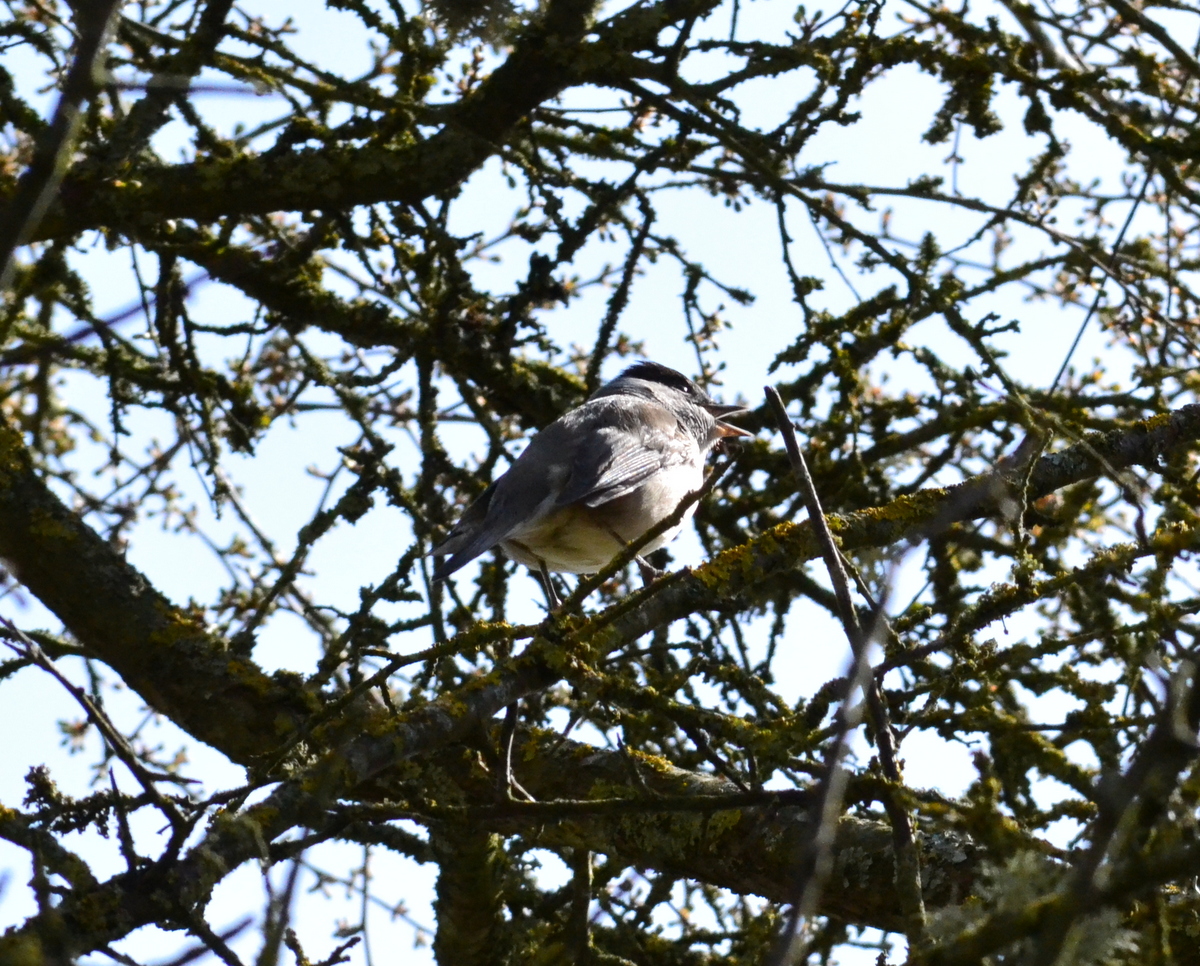 black_cap_male_2_30.JPG