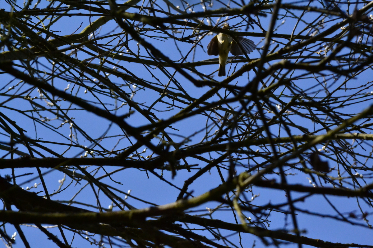 chiffchaff_30.JPG