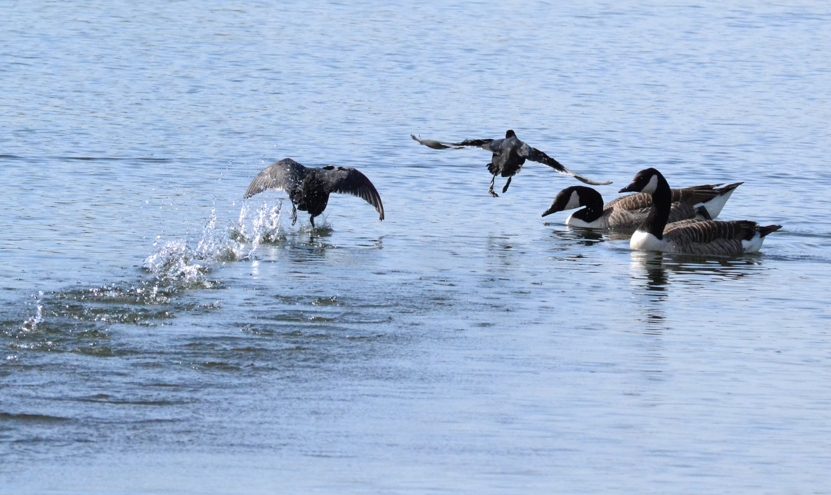 coots_on_water_30.JPG