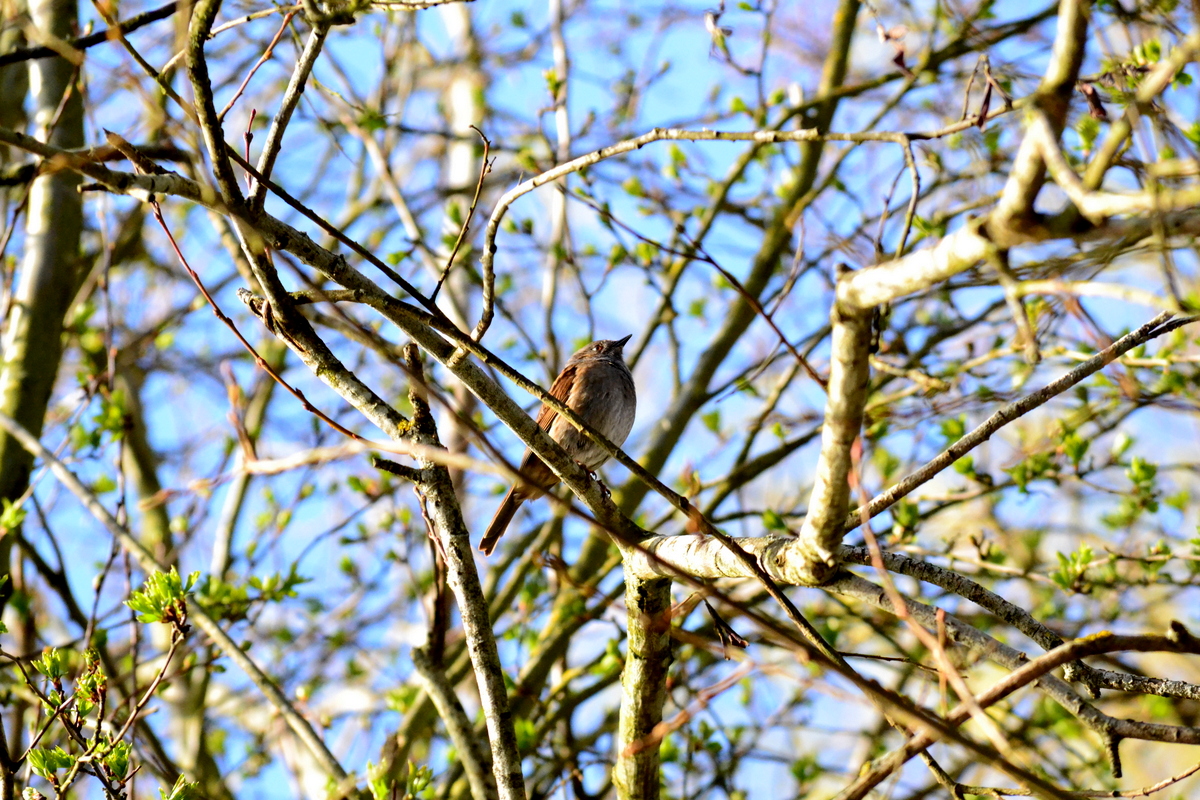 dunnock.JPG