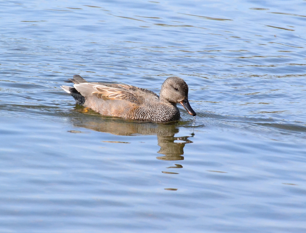 gadwall_male.JPG