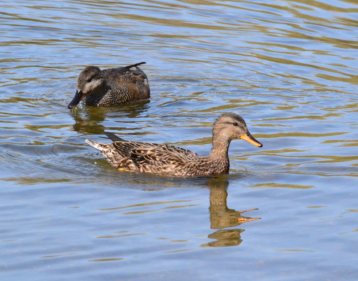 gadwall_pair_30.JPG