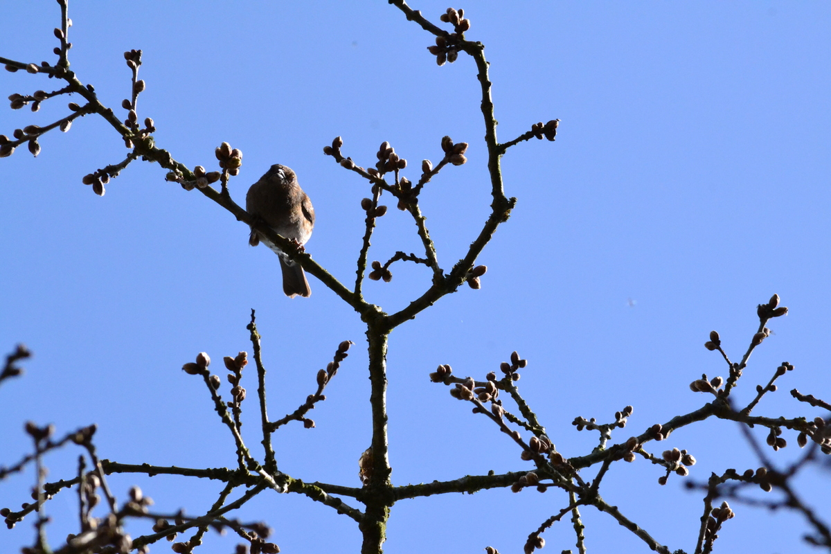 garden_warbler_30.JPG