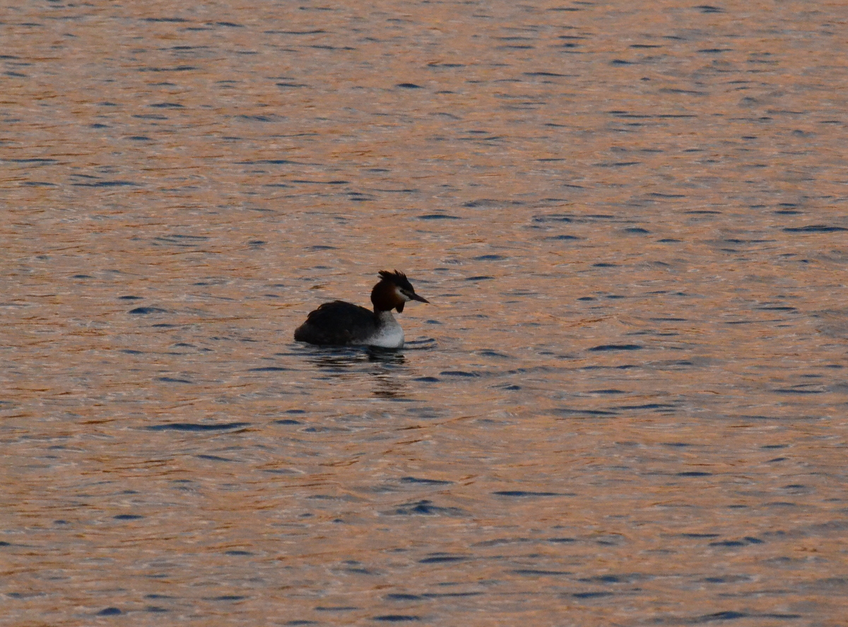 great_crested_grebe2.JPG