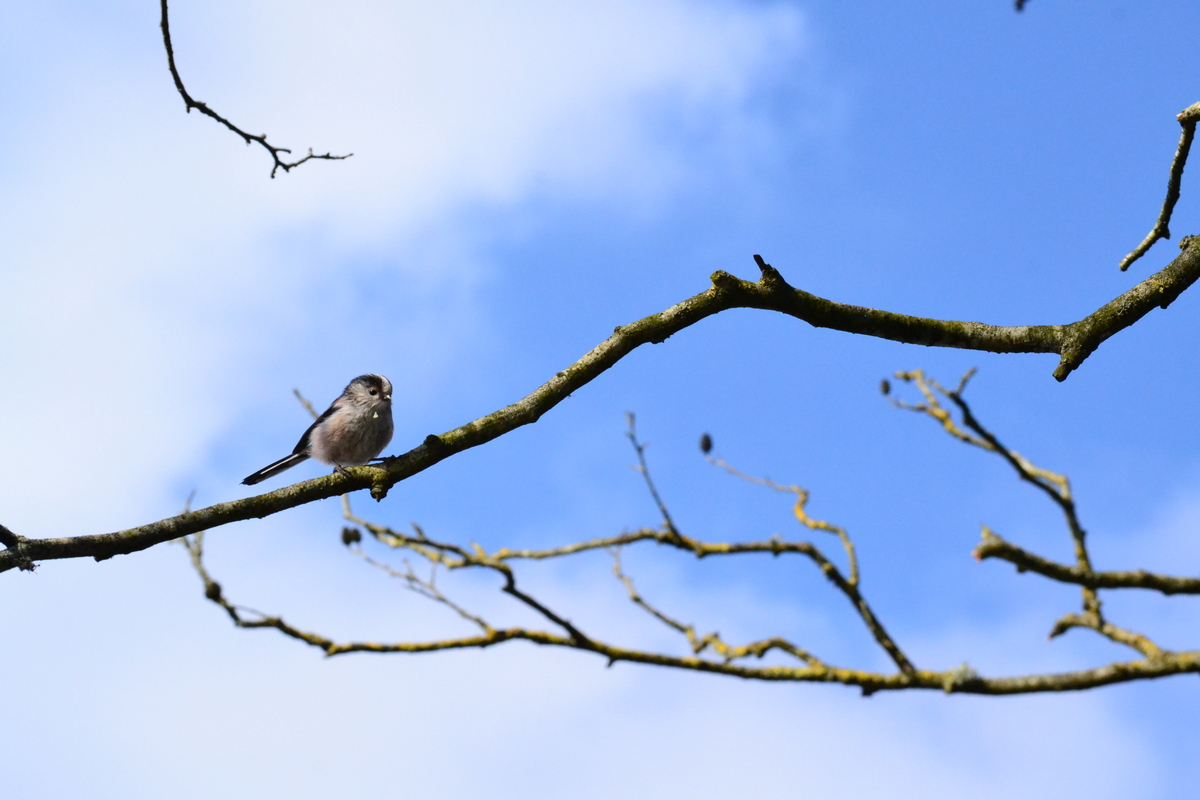 long-tailed_tit3.JPG