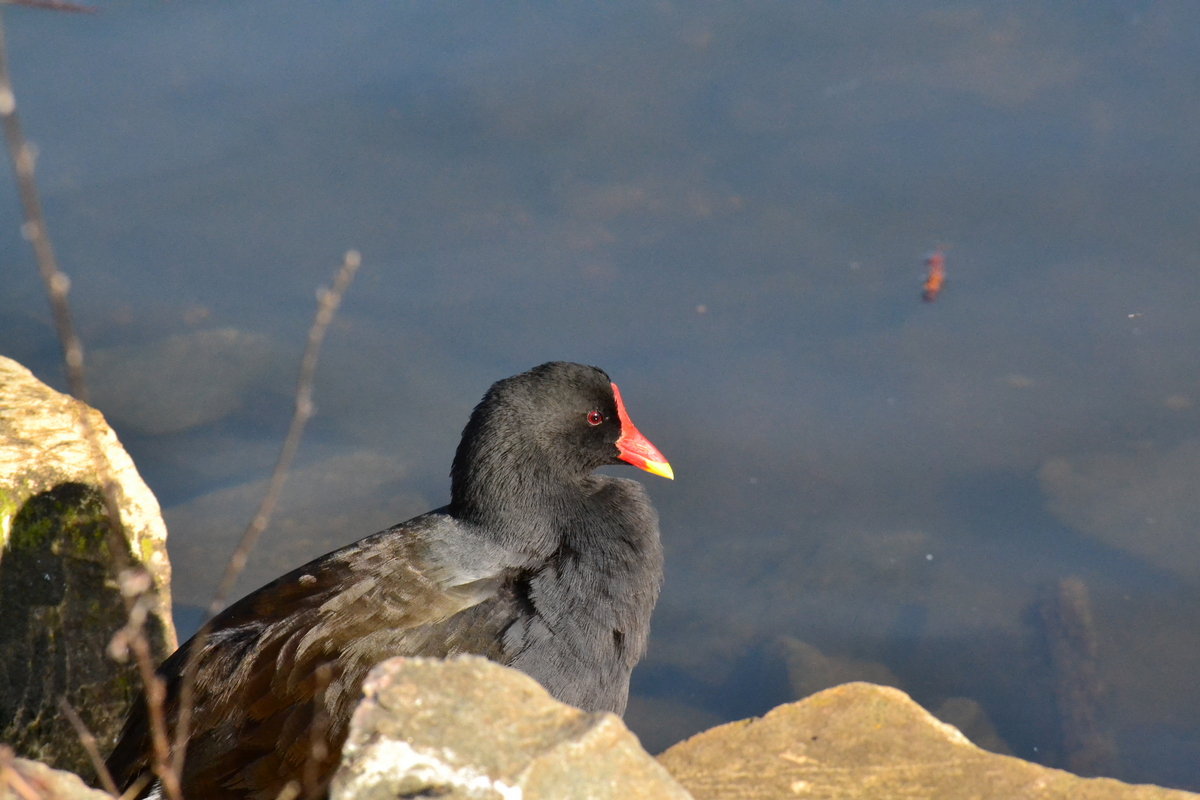 moorhen.JPG