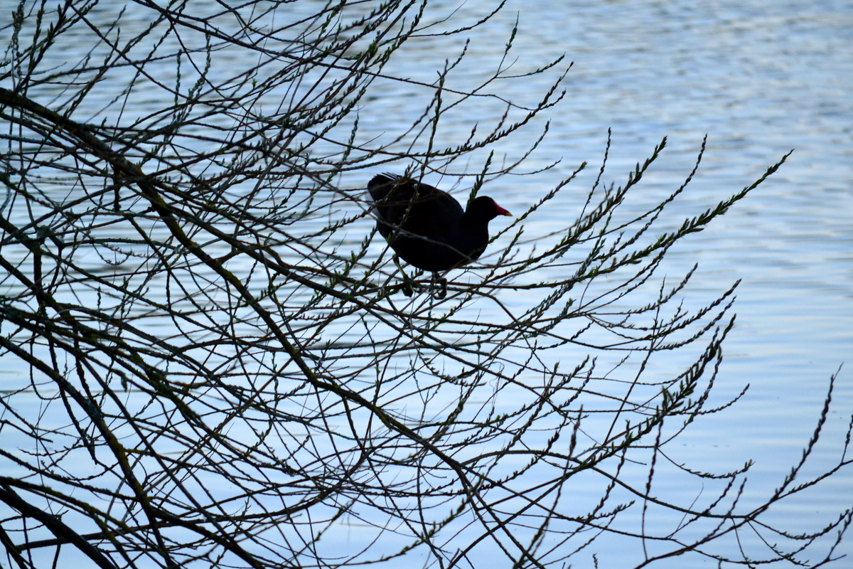 moorhen2.JPG