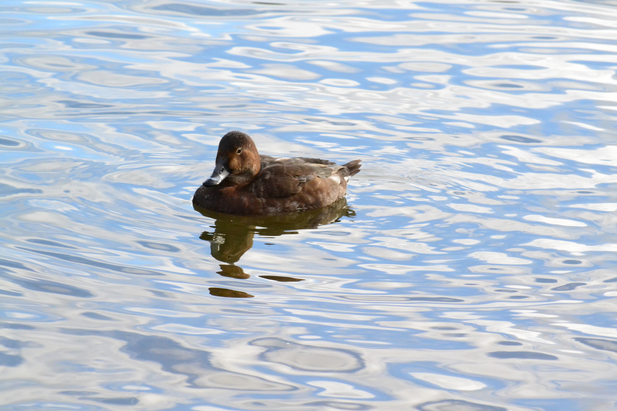 pochard_female1.JPG