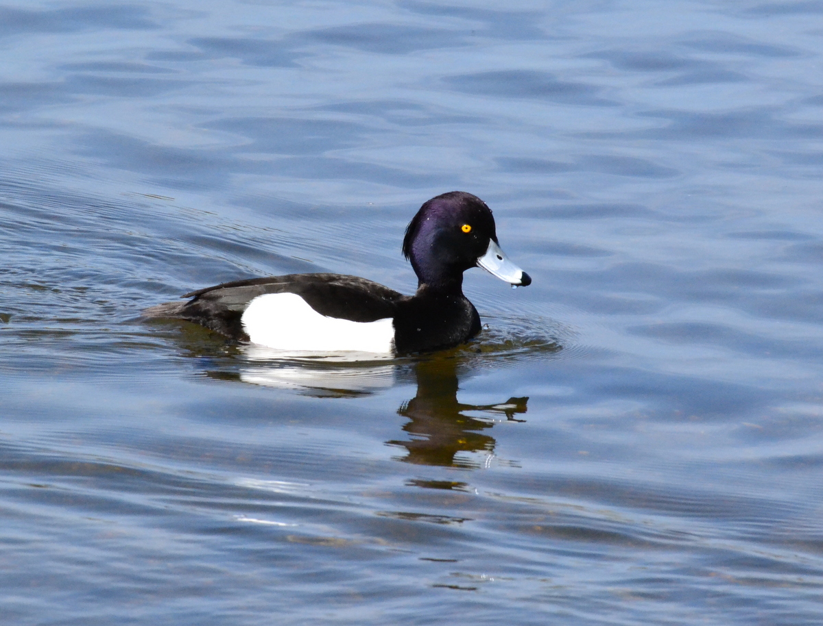 tufted_duck_30.JPG