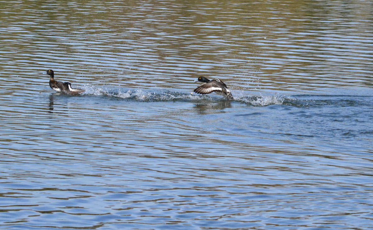 tufted_duck_males.JPG