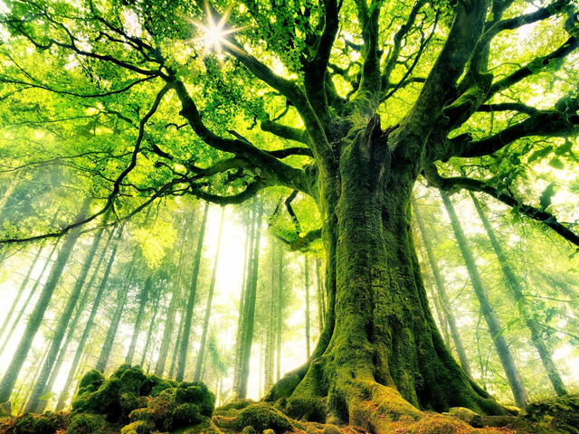 Joyce Kilmer: Trees