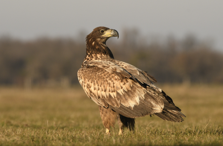 The Aquatic Warbler: How Ecotours Finds Europe’s Rarest Songbird