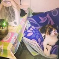 Be aware of cats!Especially the laser-eyed ones!! We have them @home;deadly bioweapons 