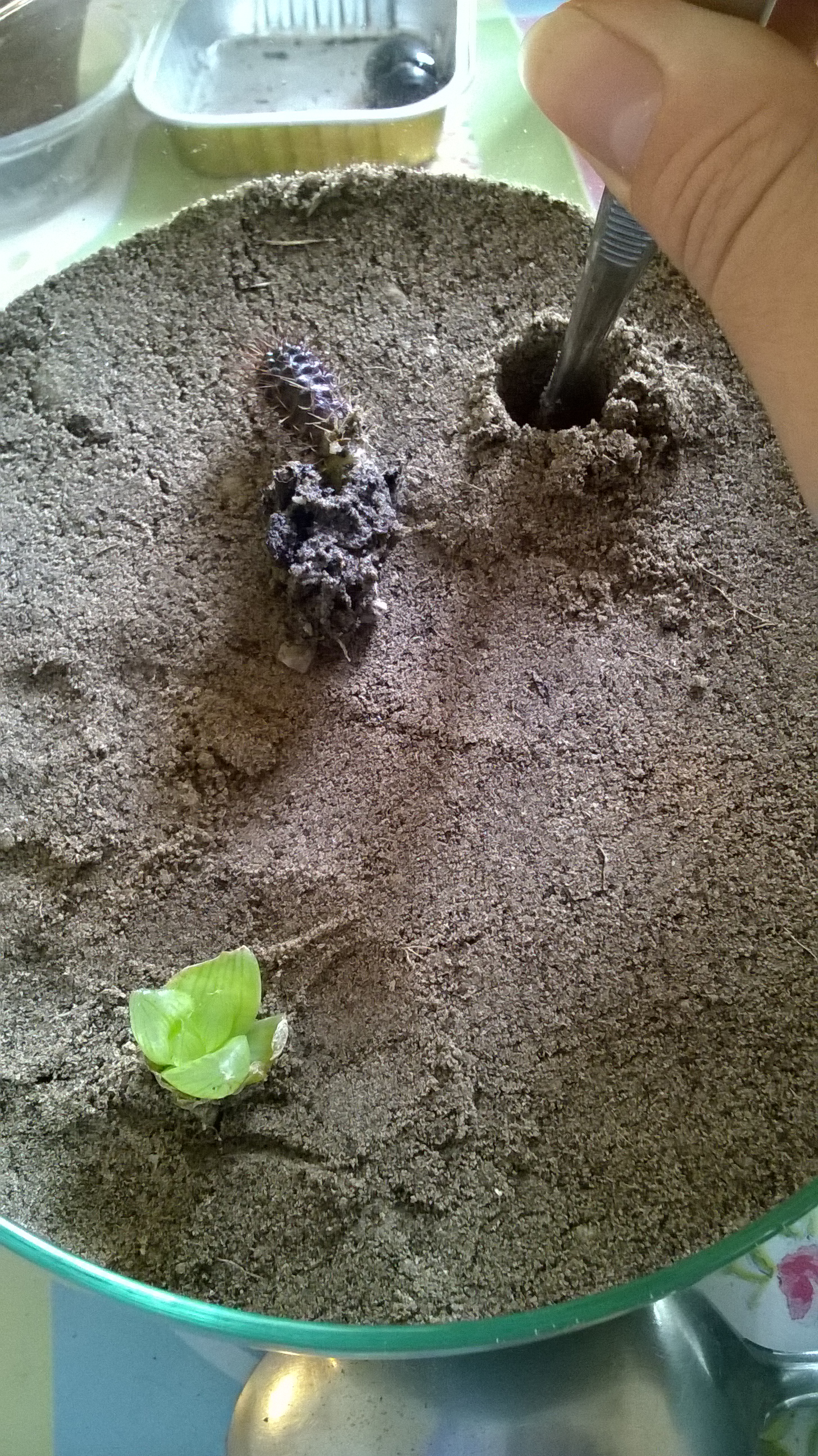 Egy csipesz segítségével olyan mély lyukakat fúrtam a földbe hogy a növények gyökerét teljesen bele tudjam illeszteni és körbe tudjam őket takargatni homokkal. Ujjbeggyel mindet óvatosan körül kell nyomkodni, így tömörítem a talajt és stabilizálom a növényt.
