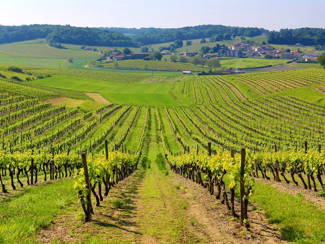 grande-champagne-vineyards.png