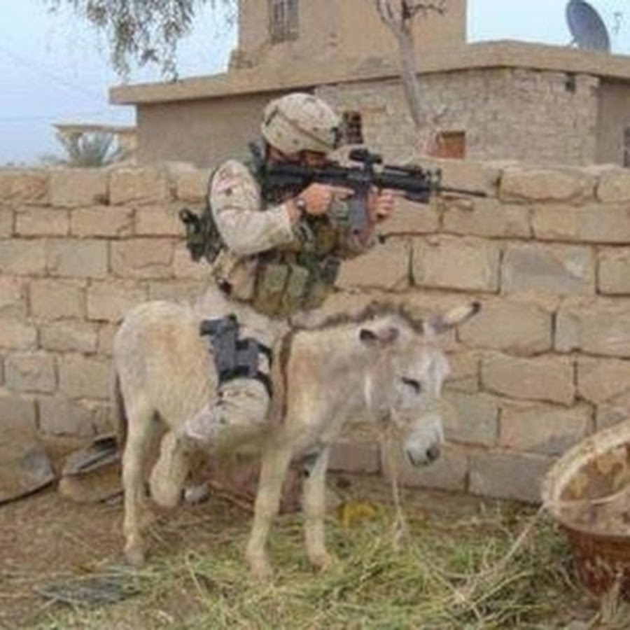 soldier-on-donkey-funny-transportation-photo-for-facebook.jpg