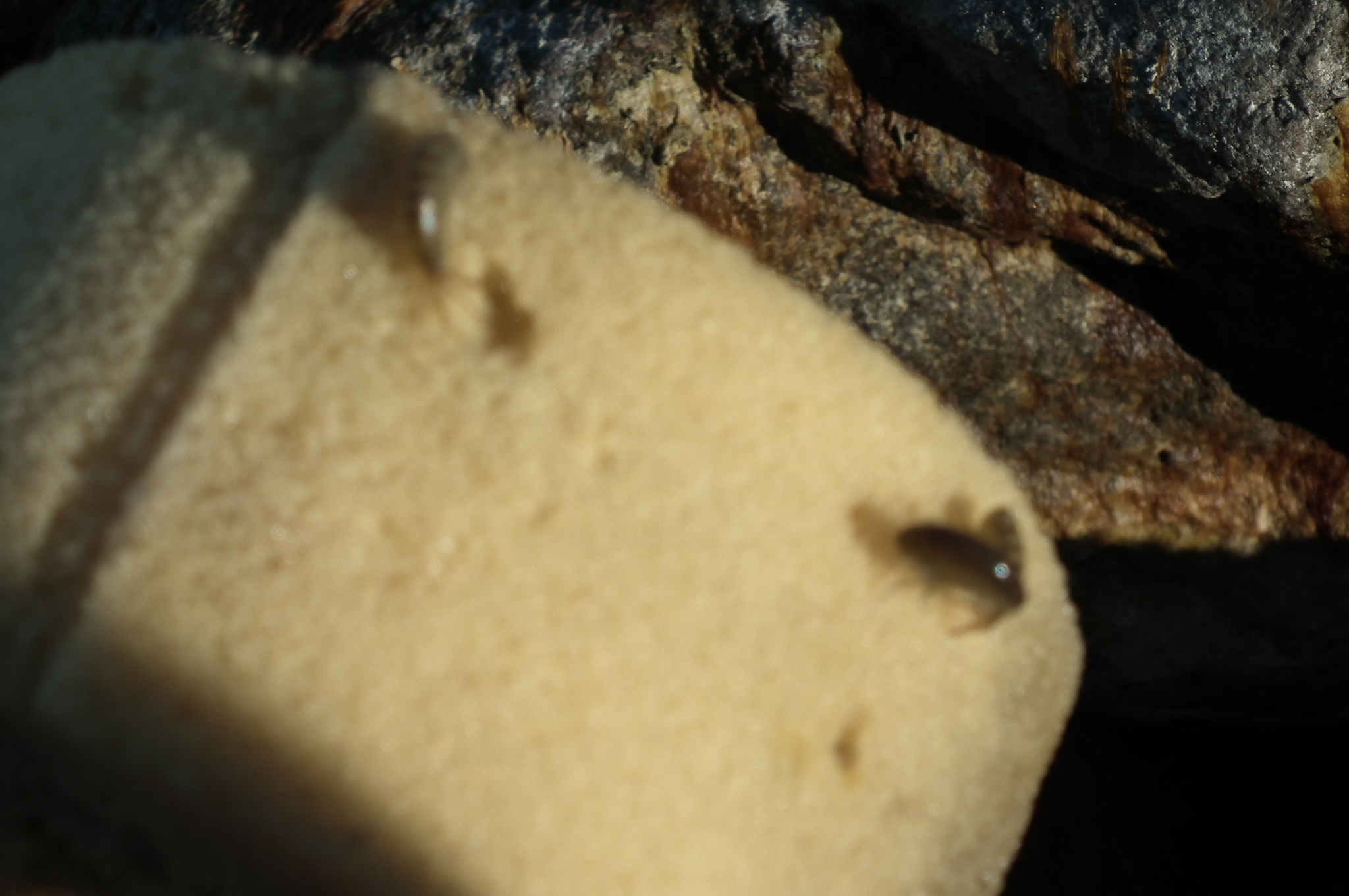 dscf6123.JPG